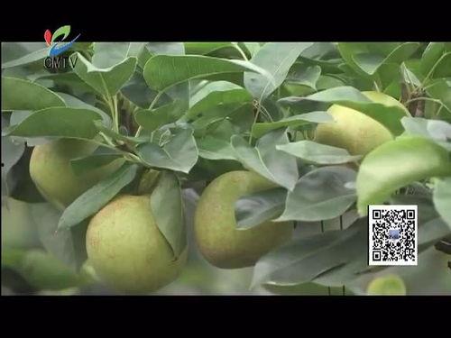 梨视频图片
